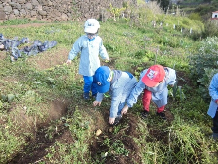 Colheita das batatas no talhão da pré-escolar.